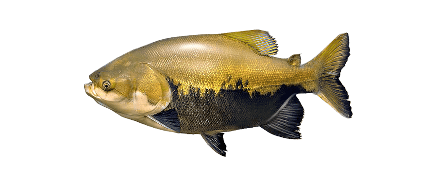 Tambaqui