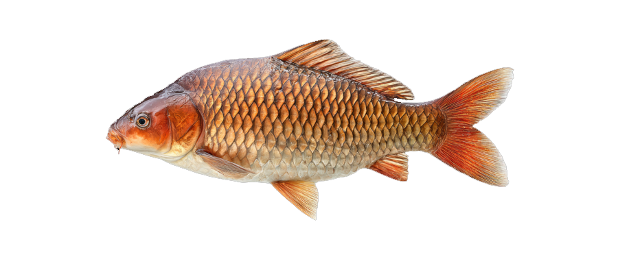 Carpa